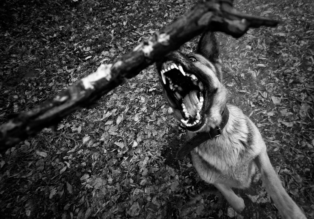 dog bite lawyer Monterey, CA