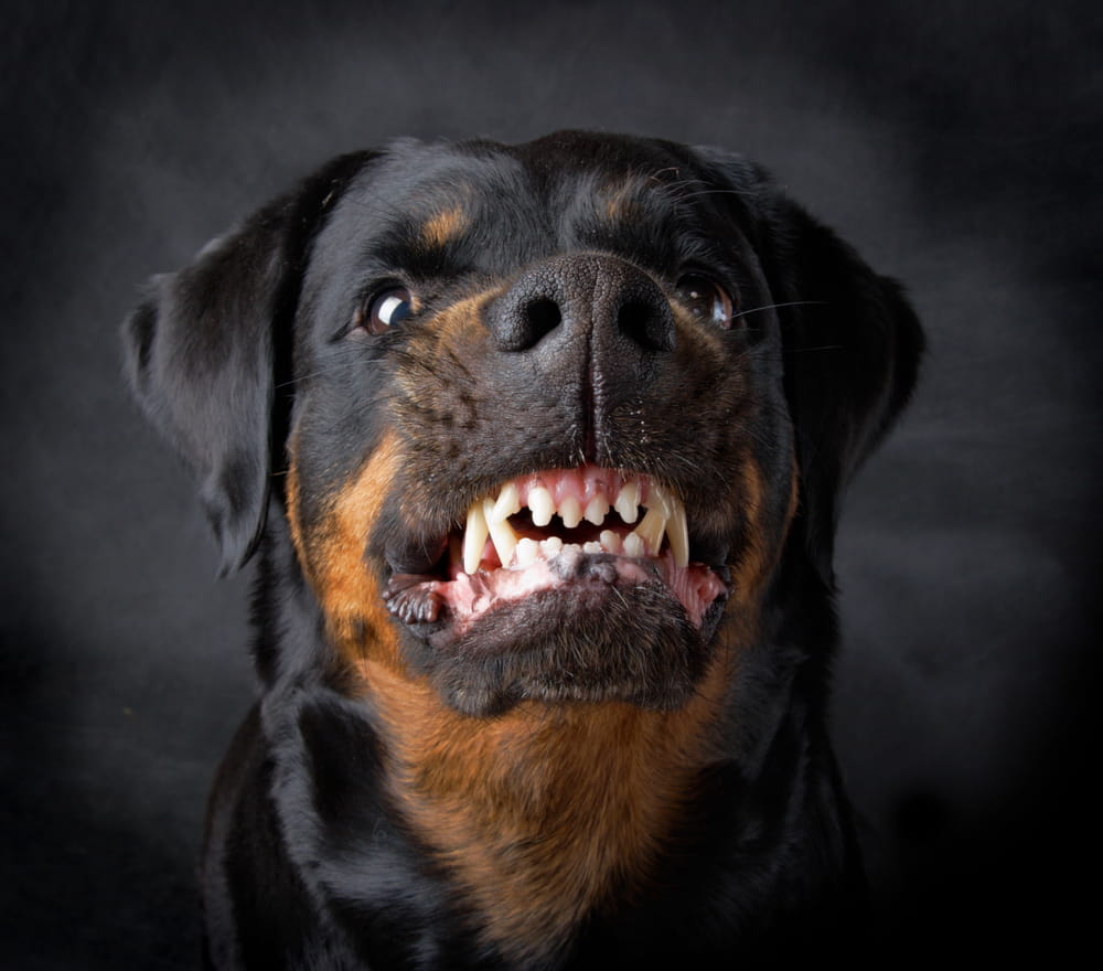 dog bite lawyer Hollister, CA